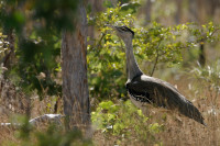 Dampier Creek Saltmarsh